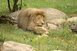 leipzig zoo-01_07_2011_zoo_allgemein_329